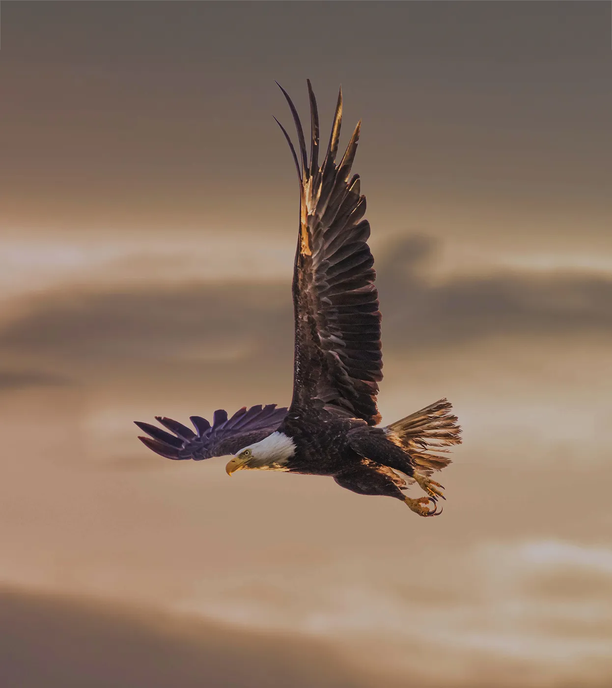 as-eagle-consulting