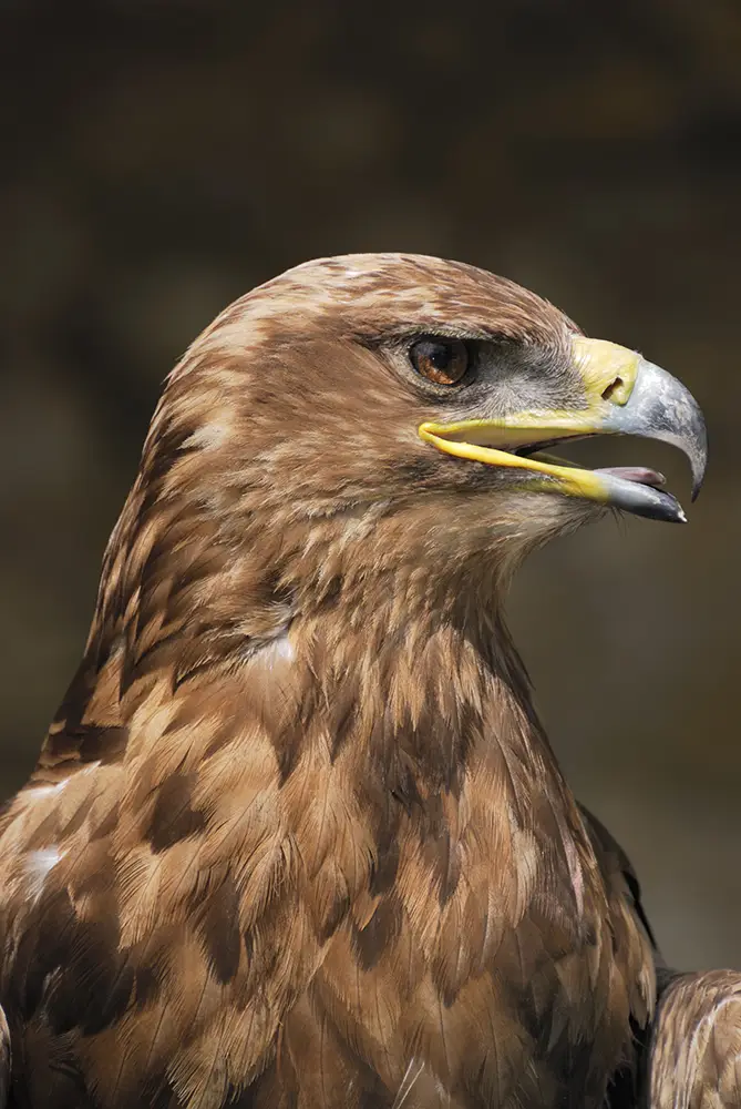 eagle-sales